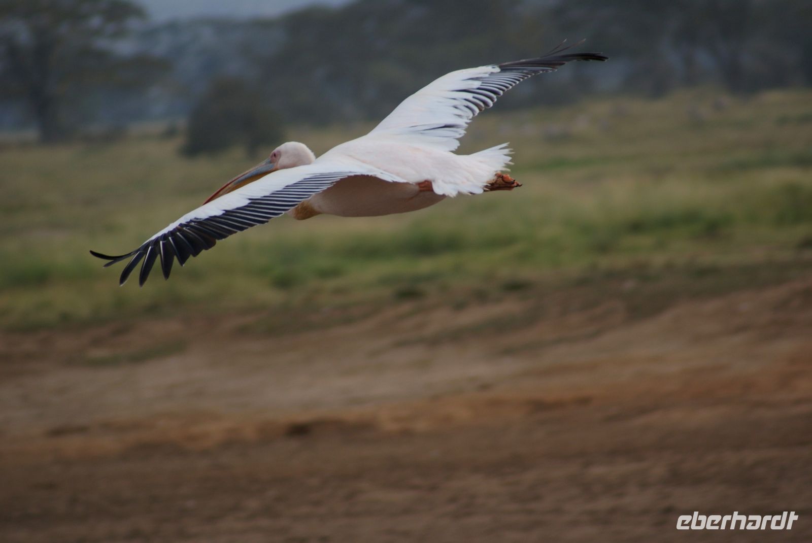 91 Flamingos Lake Nakuru