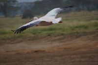 91 Flamingos Lake Nakuru