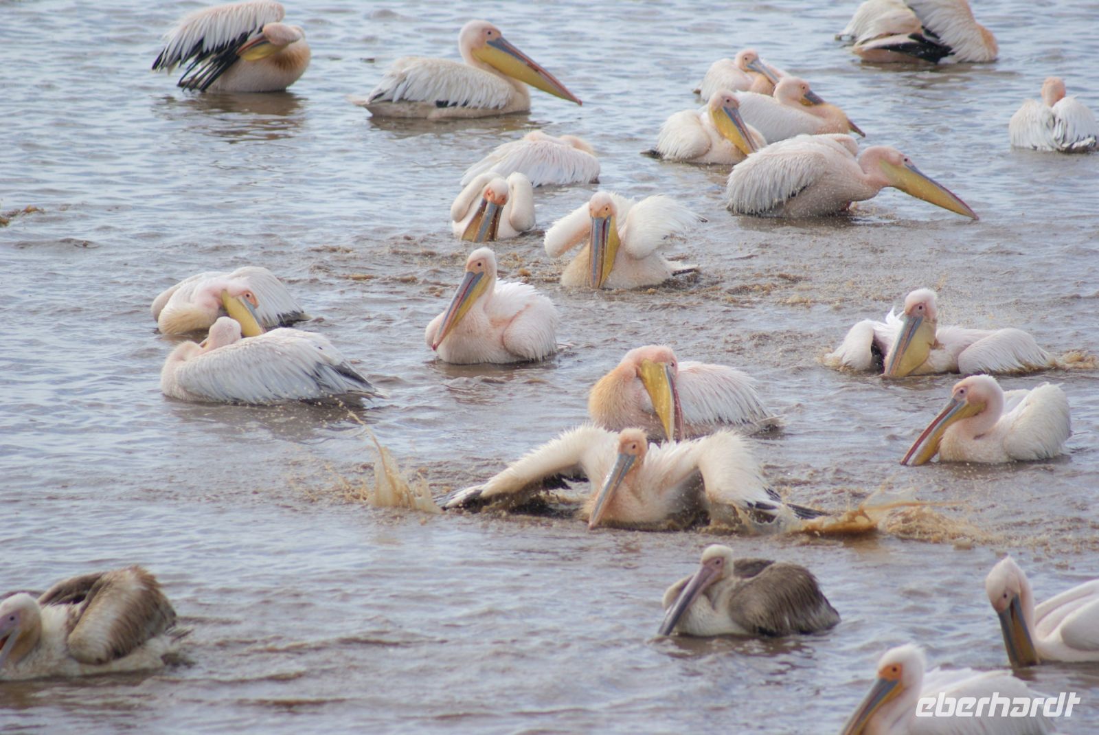 93 Pelikane Lake Nakuru