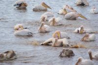 93 Pelikane Lake Nakuru