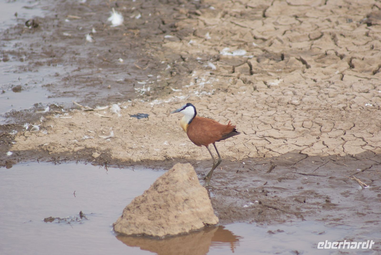 94 Afrikanische Jacana
