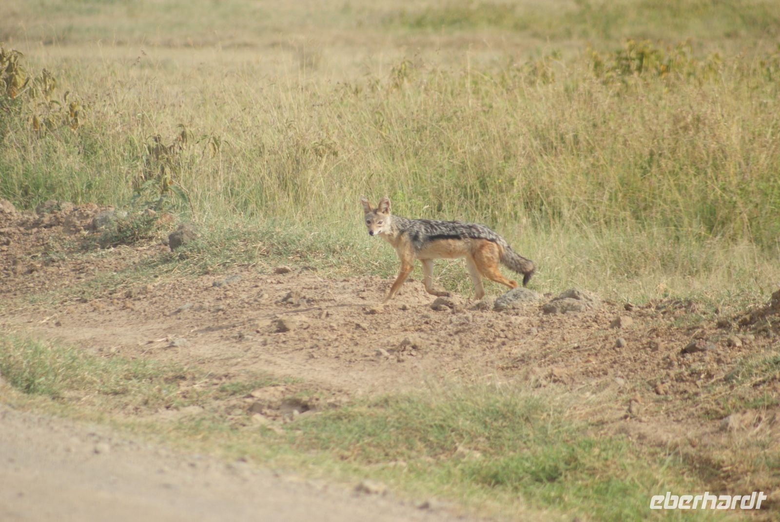 101 Schabrakenschakal