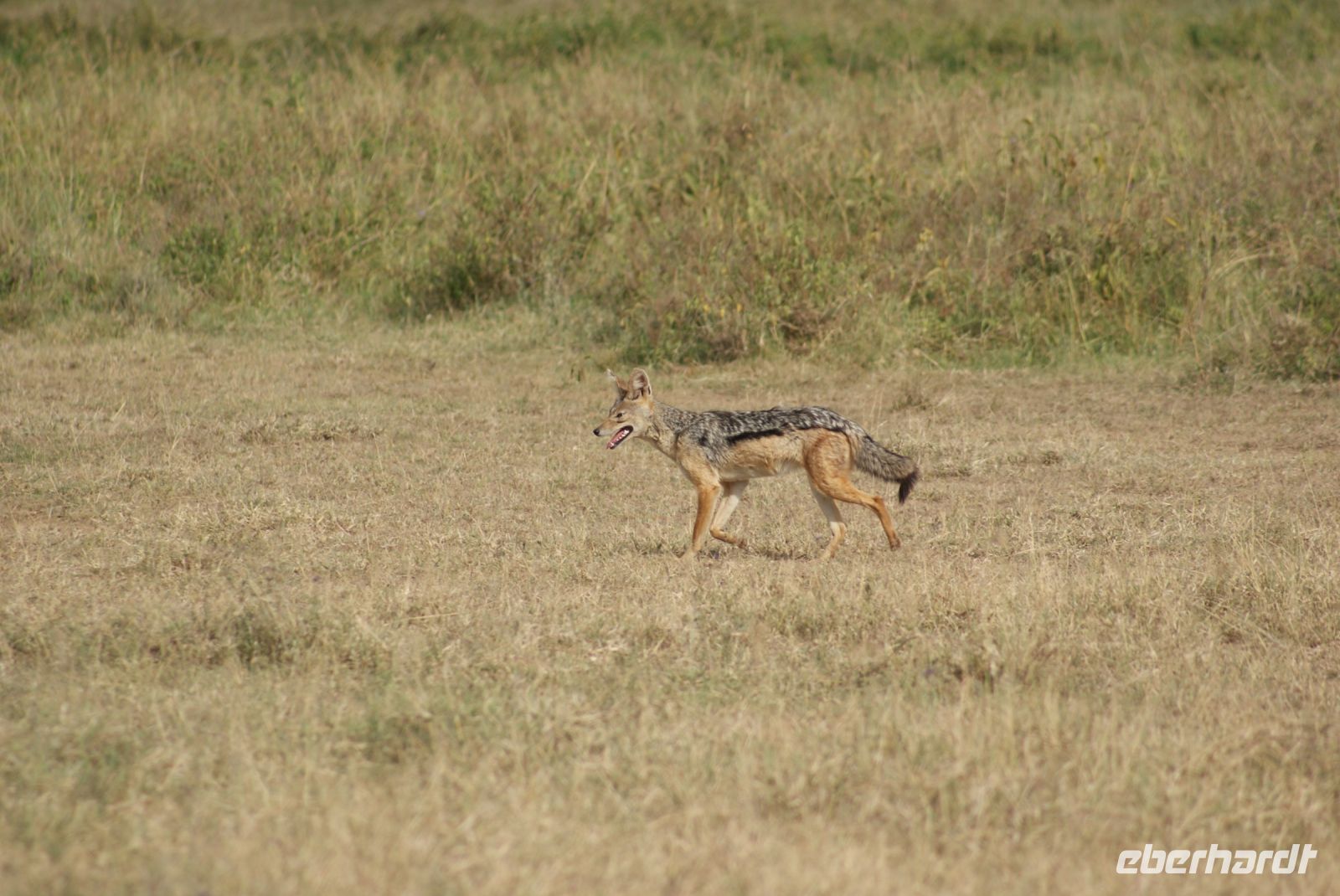 102 Schabrakenschakal