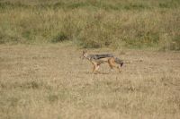 102 Schabrakenschakal