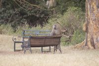 104 der Boss wartet schon