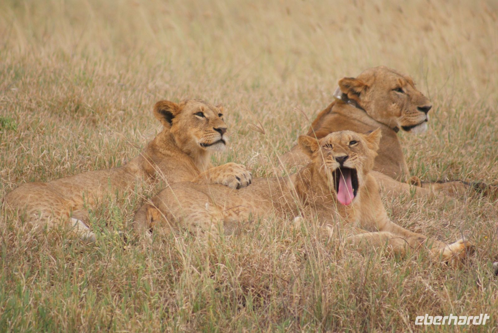 108 Löwen am Lake Nakuru