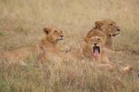 108 Löwen am Lake Nakuru