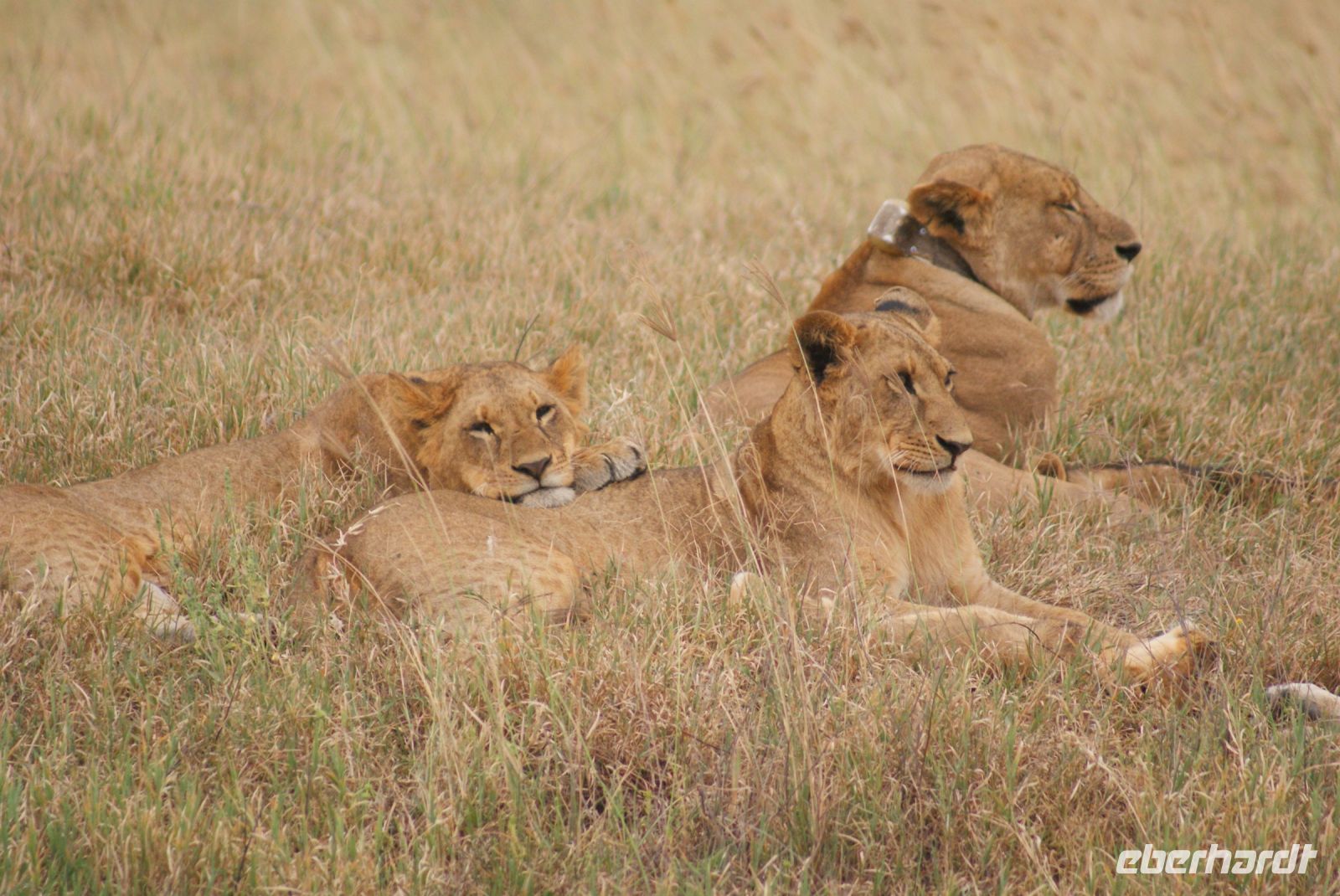 109 Löwen am Lake Nakuru