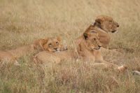 109 Löwen am Lake Nakuru