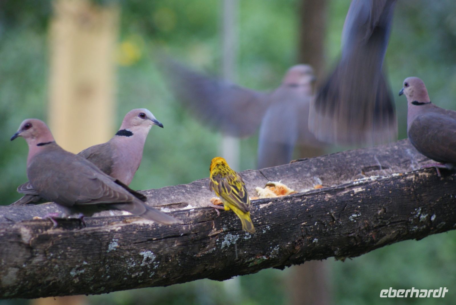 114 morgendliche Fütterung