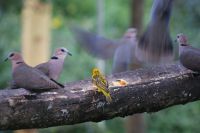 114 morgendliche Fütterung