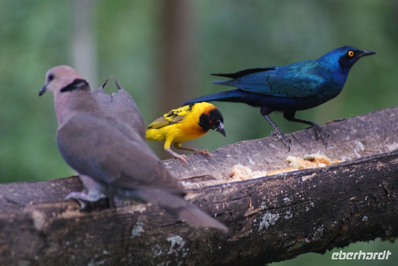 115 morgendliche Fütterung