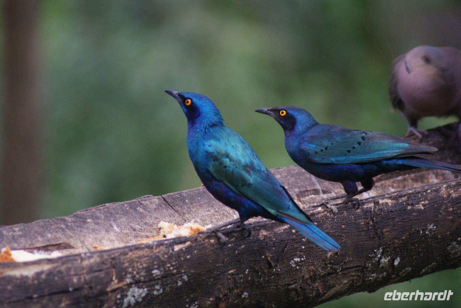 116 morgendliche Fütterung