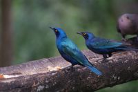 116 morgendliche Fütterung