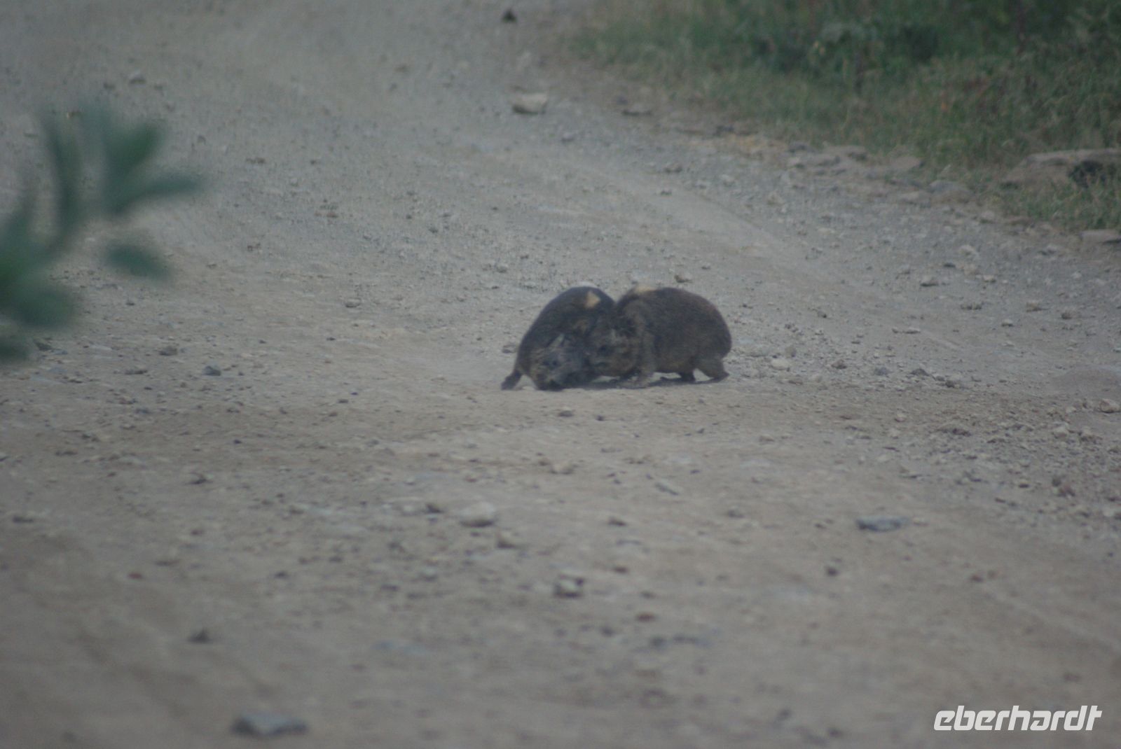 117 Ärger bei den Klippschliefern