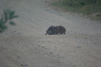 117 Ärger bei den Klippschliefern