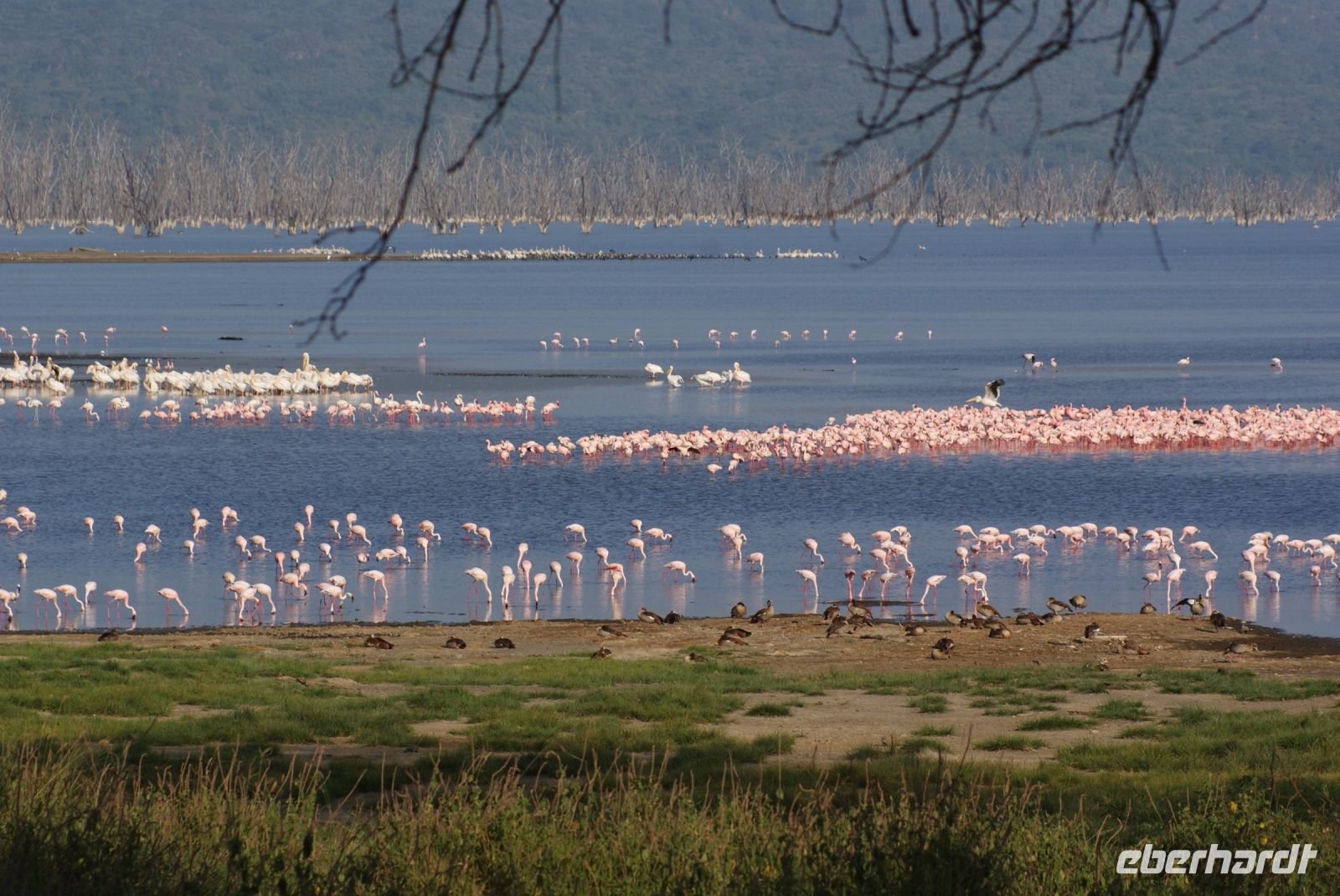 118 Morgenstimmung am Lake Nakuru