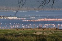 118 Morgenstimmung am Lake Nakuru