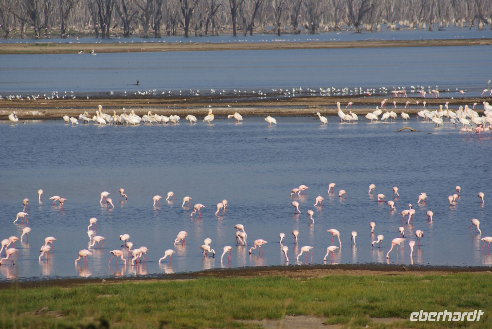 119 Morgenstimmung am Lake Nakuru