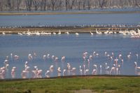 119 Morgenstimmung am Lake Nakuru