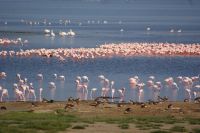 120 Morgenstimmung am Lake Nakuru