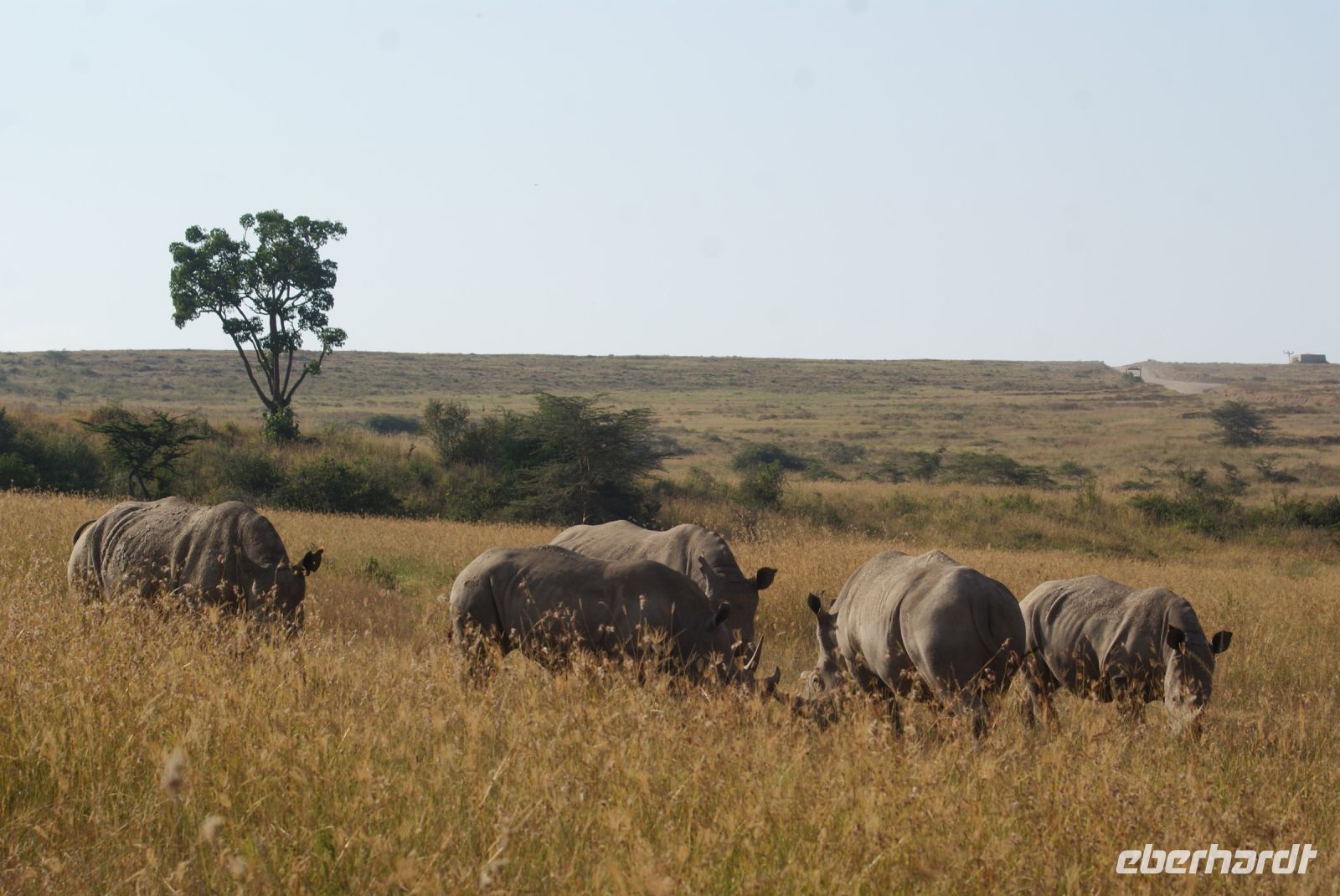 121 Nashornbegegnung am Lake Nakuru