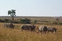 121 Nashornbegegnung am Lake Nakuru