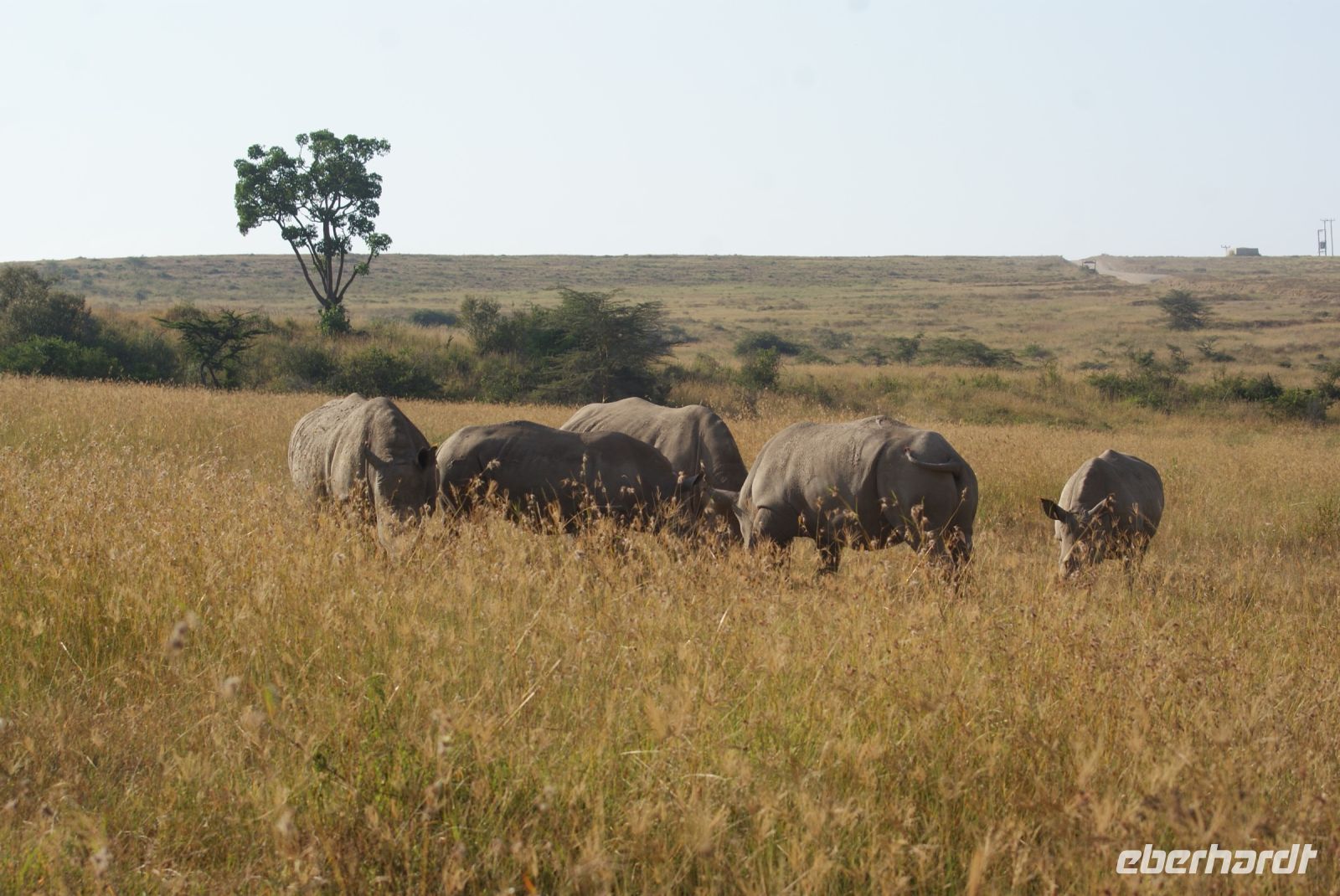 122 Nashornbegegnung am Lake Nakuru