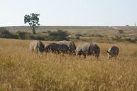 122 Nashornbegegnung am Lake Nakuru