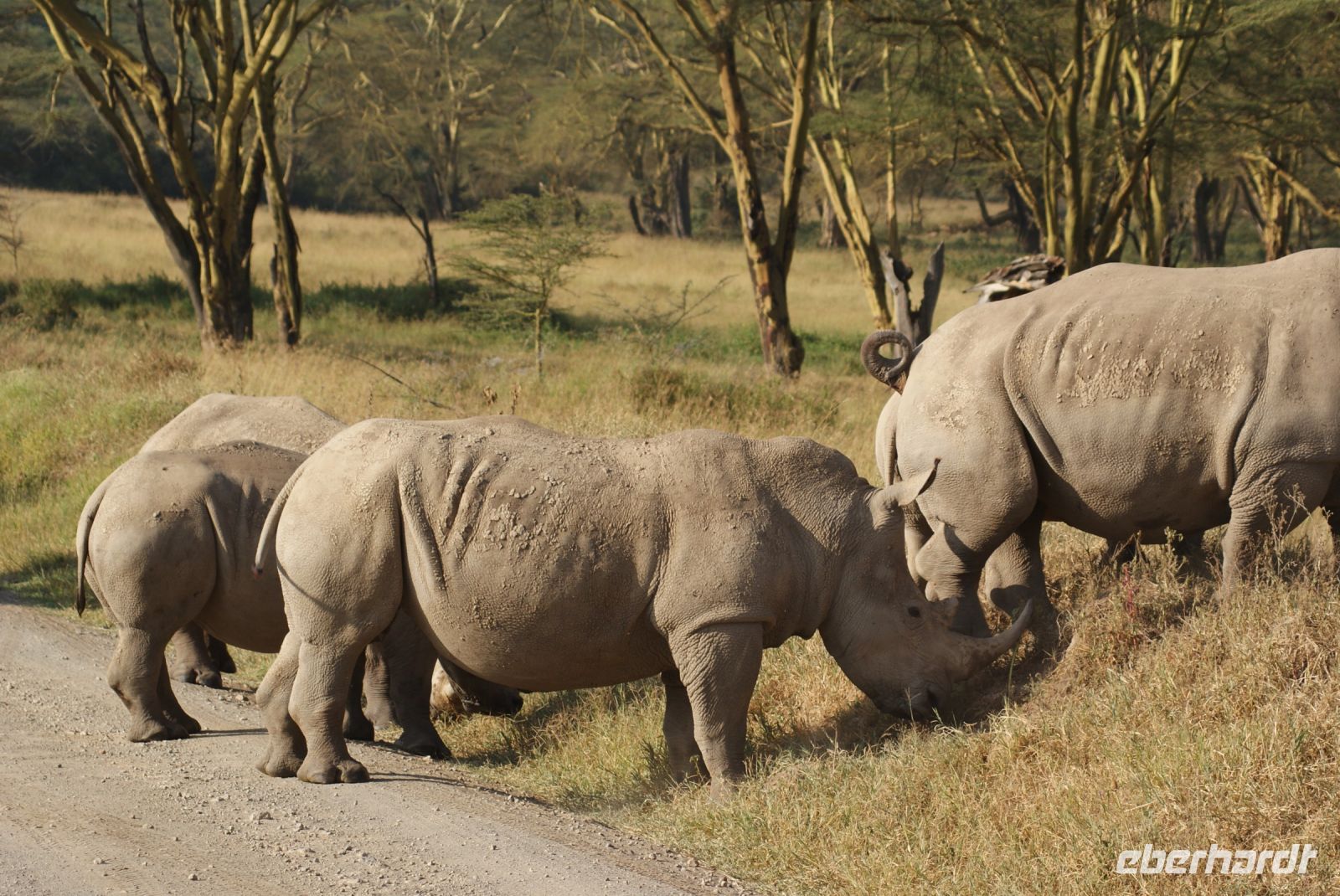 124 Nashornbegegnung am Lake Nakuru