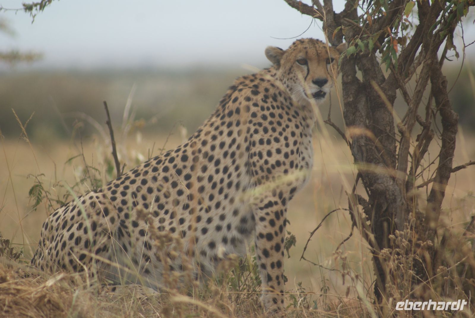 126 Welcome to Masai Mara