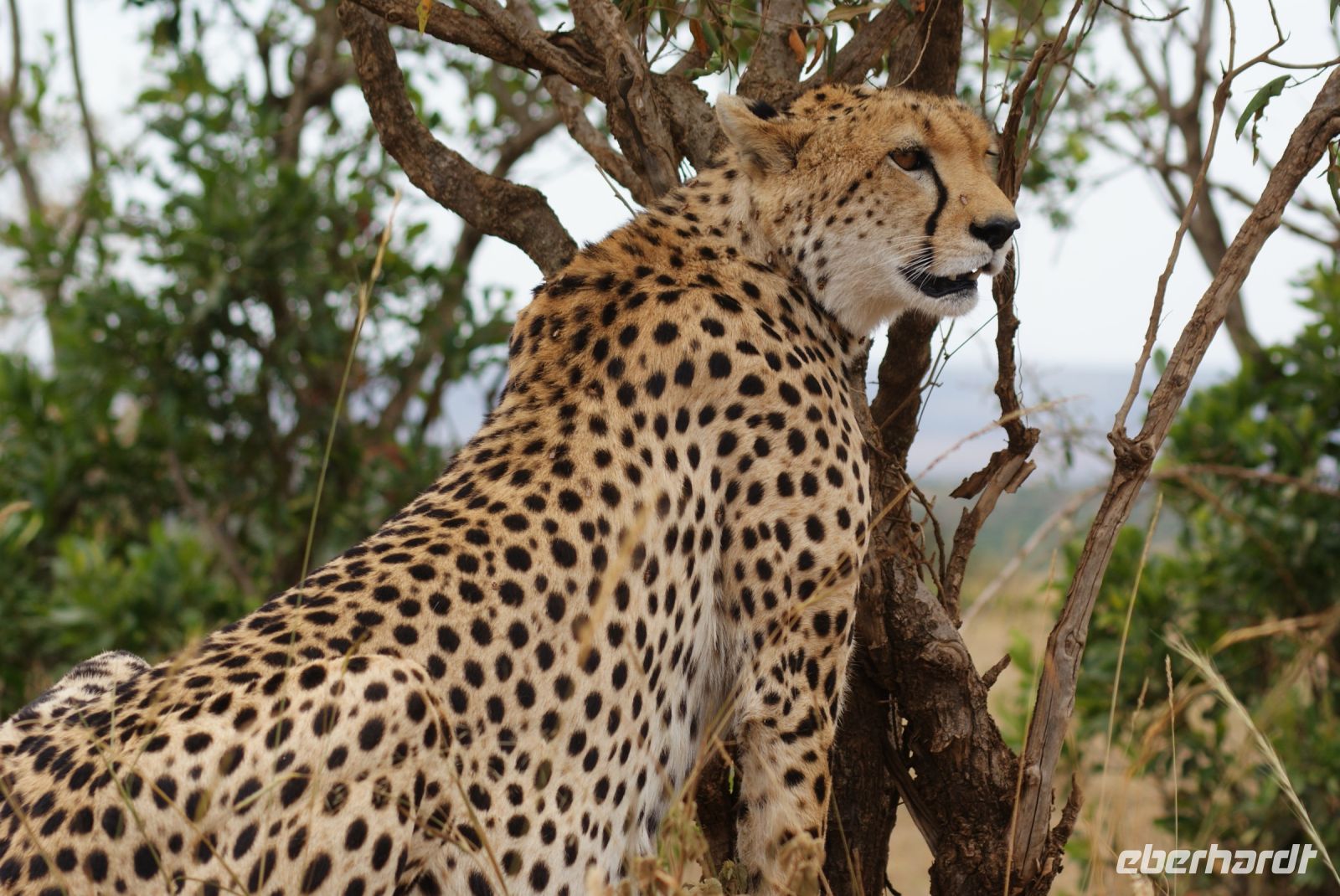 127 Gepard in der Masai Mara