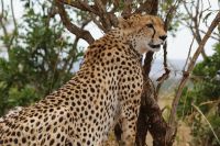 127 Gepard in der Masai Mara