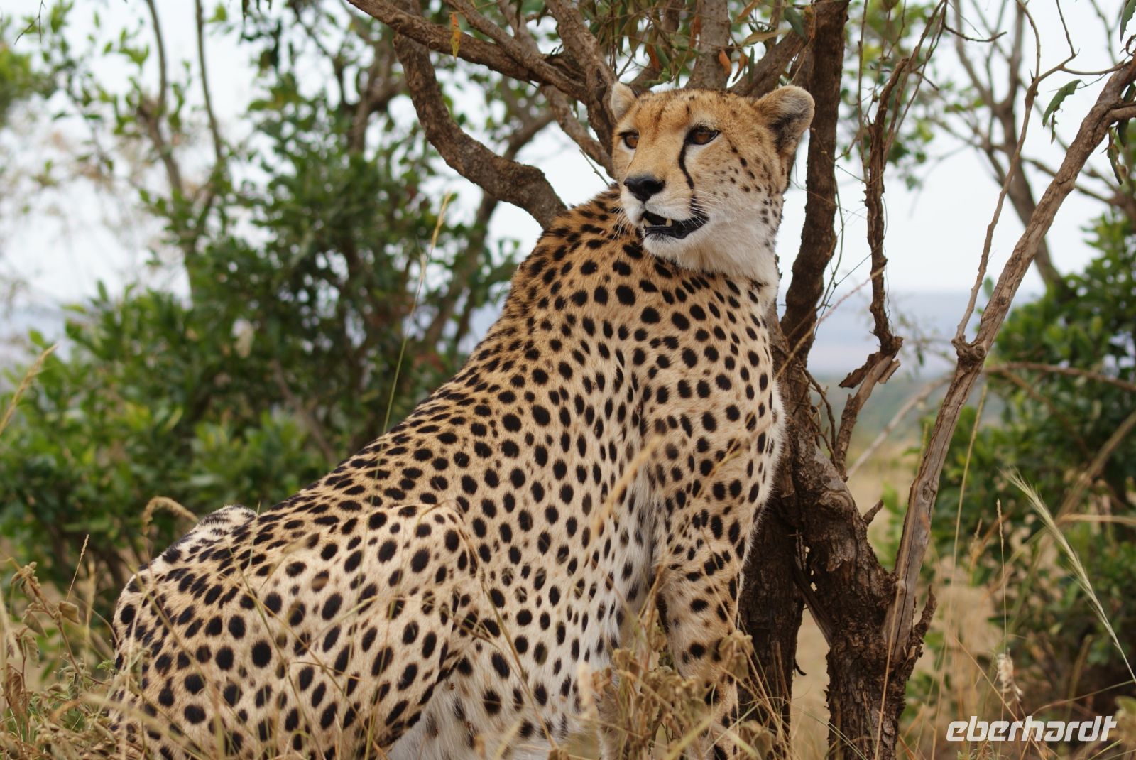 128 Gepard in der Masai Mara