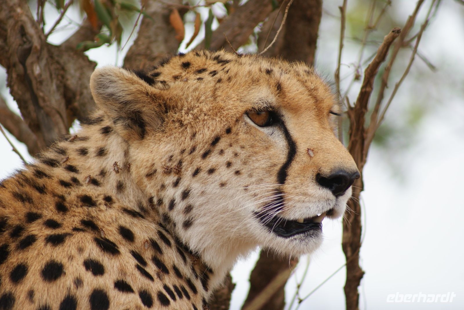 129 Gepard in der Masai Mara