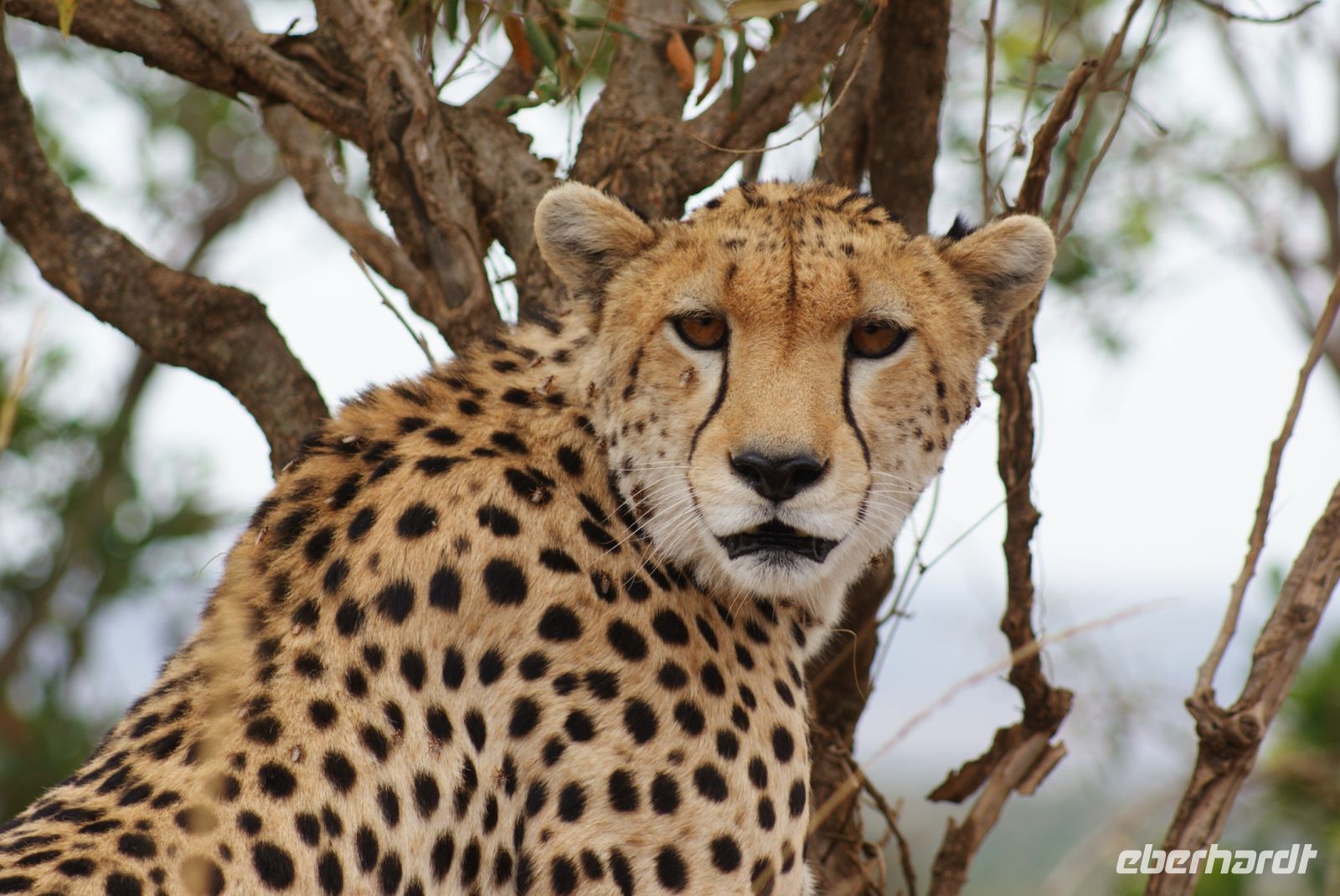 130 Gepard in der Masai Mara
