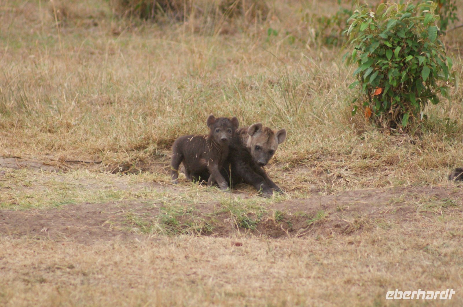 146 Hyänennachwuchs
