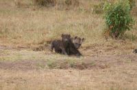 146 Hyänennachwuchs