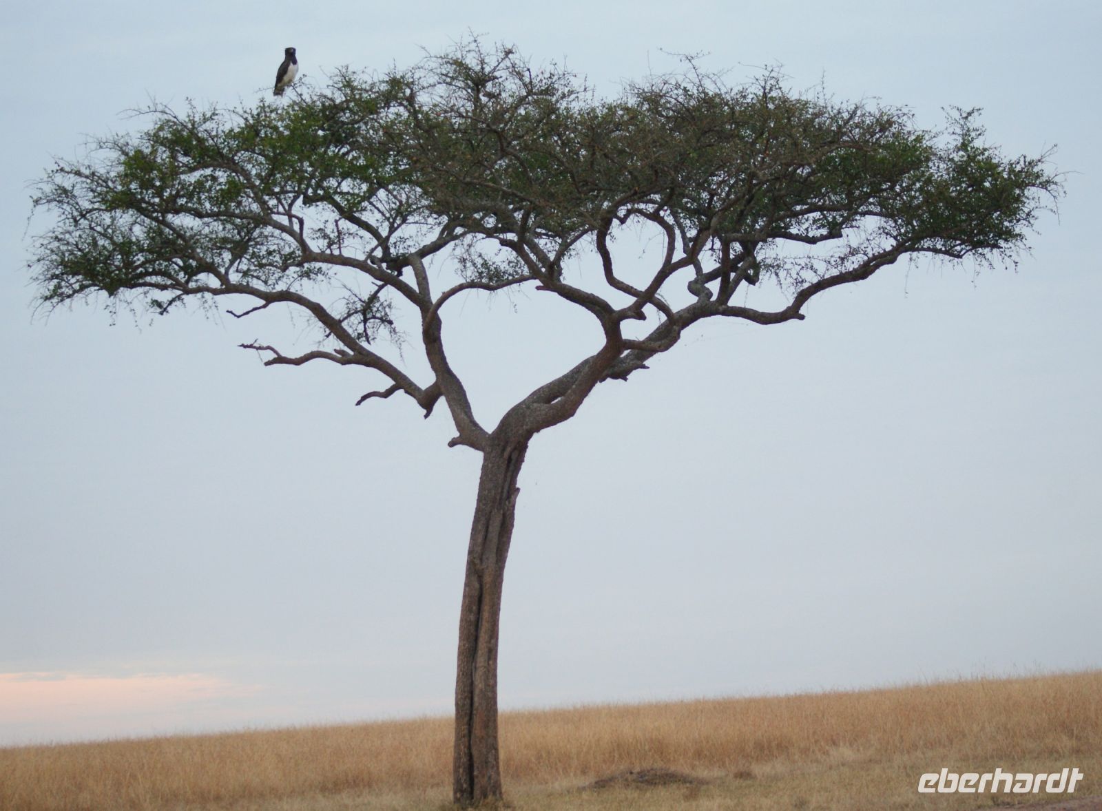 153 Morgenstimmung Masai Mara
