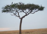 153 Morgenstimmung Masai Mara