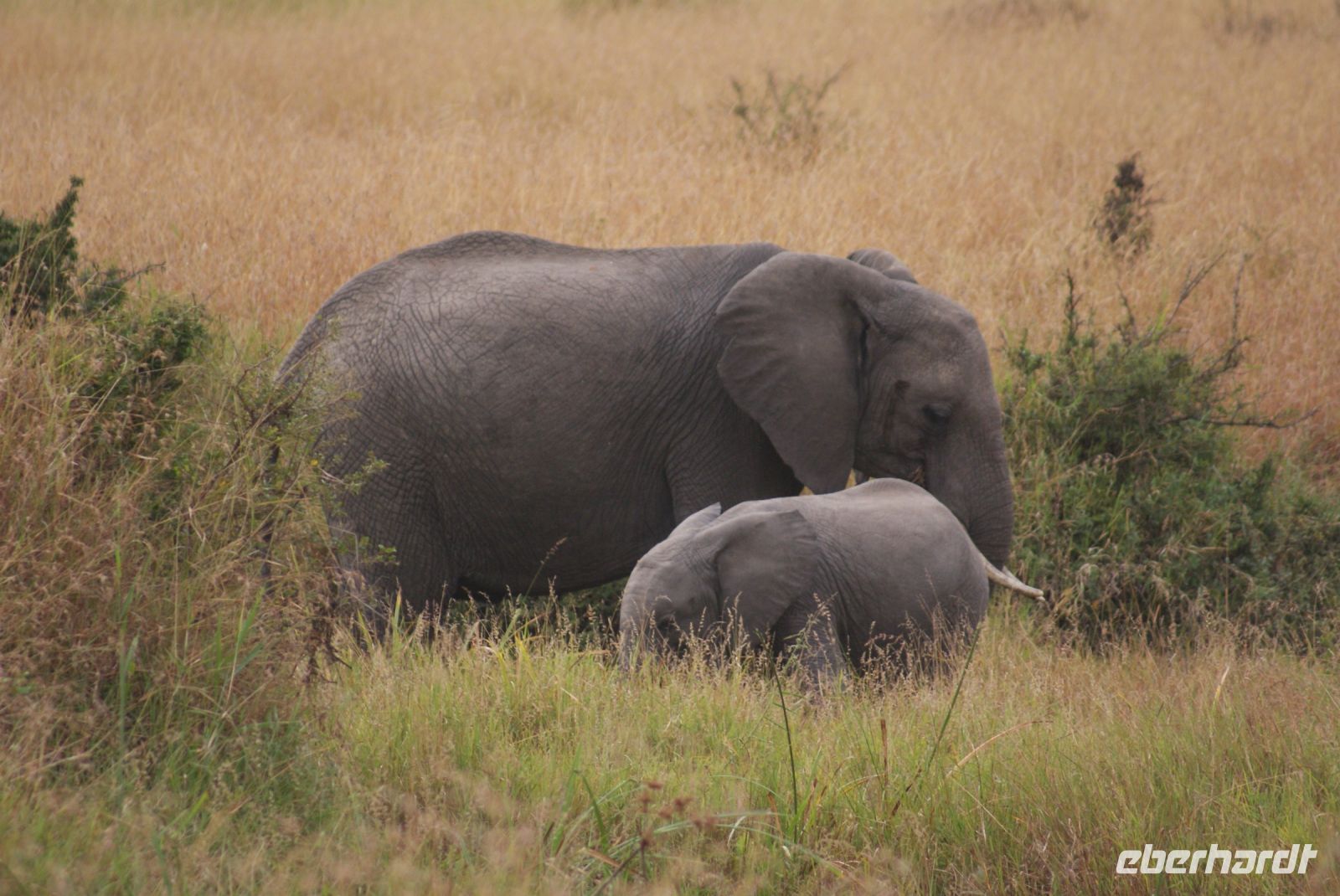 159 Elefanten