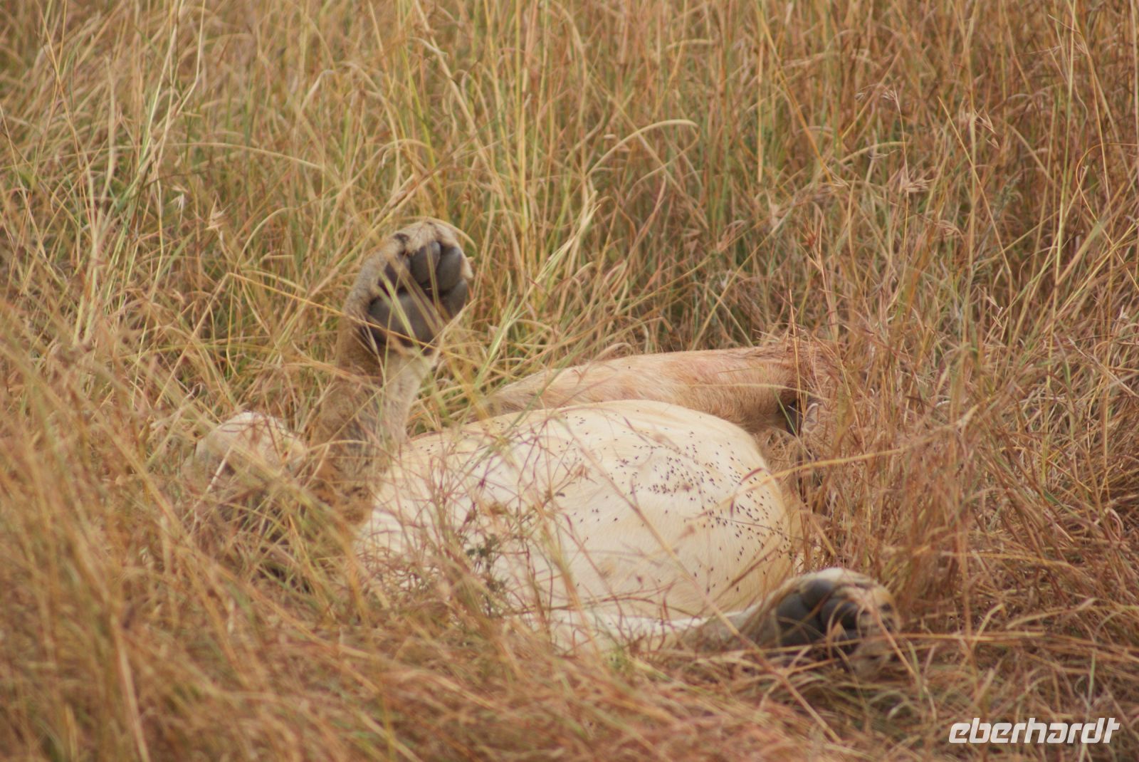 166 ein satter Löwe