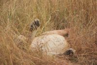 166 ein satter Löwe