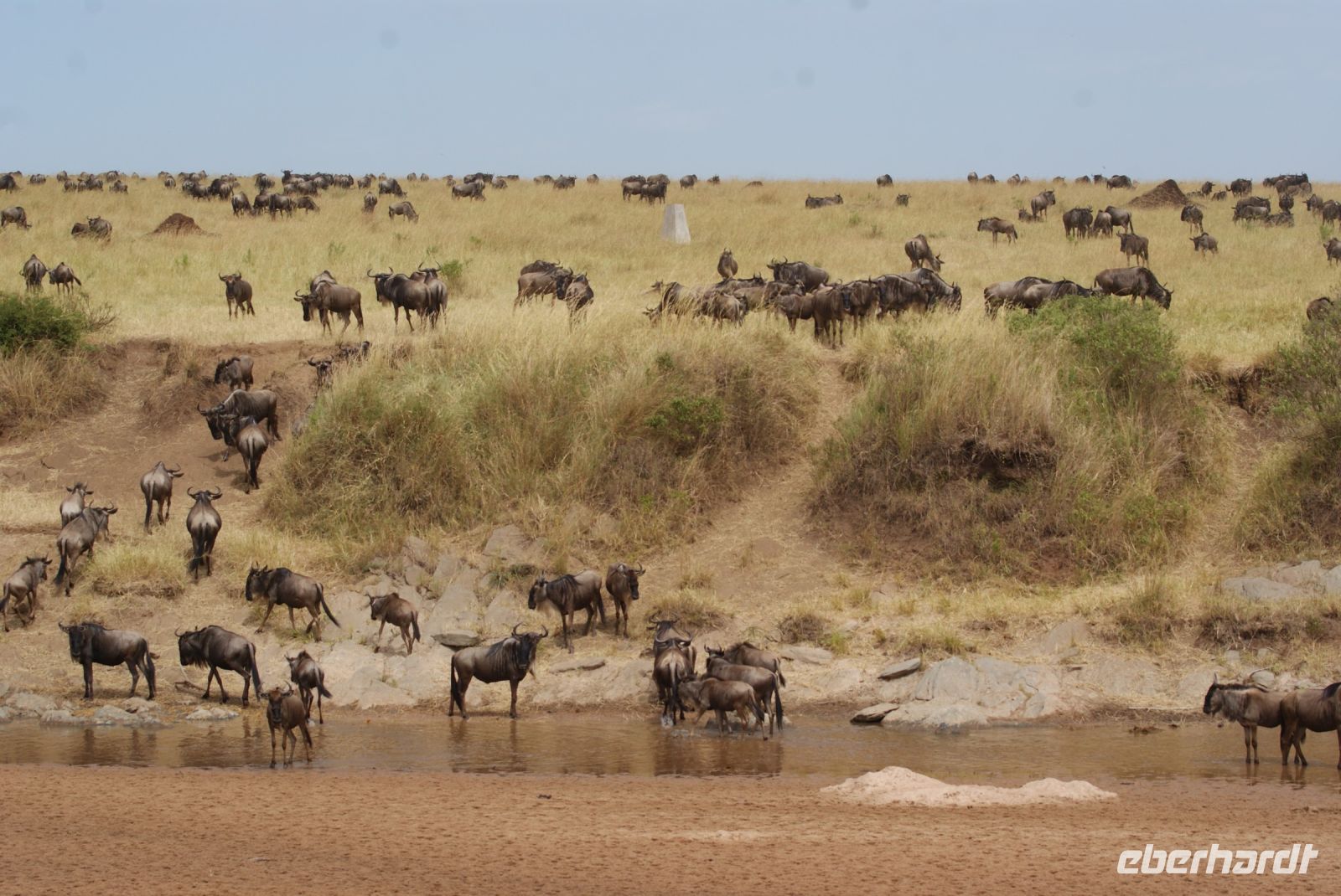 175 Migration der Tiere