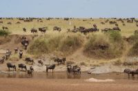 175 Migration der Tiere