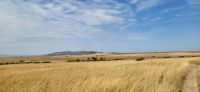 182 Masai Mara