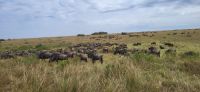 187 Migration Masai Mara