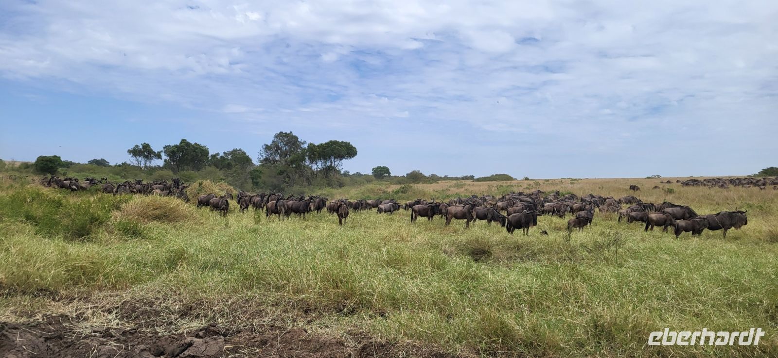 188 Migration Masai Mara