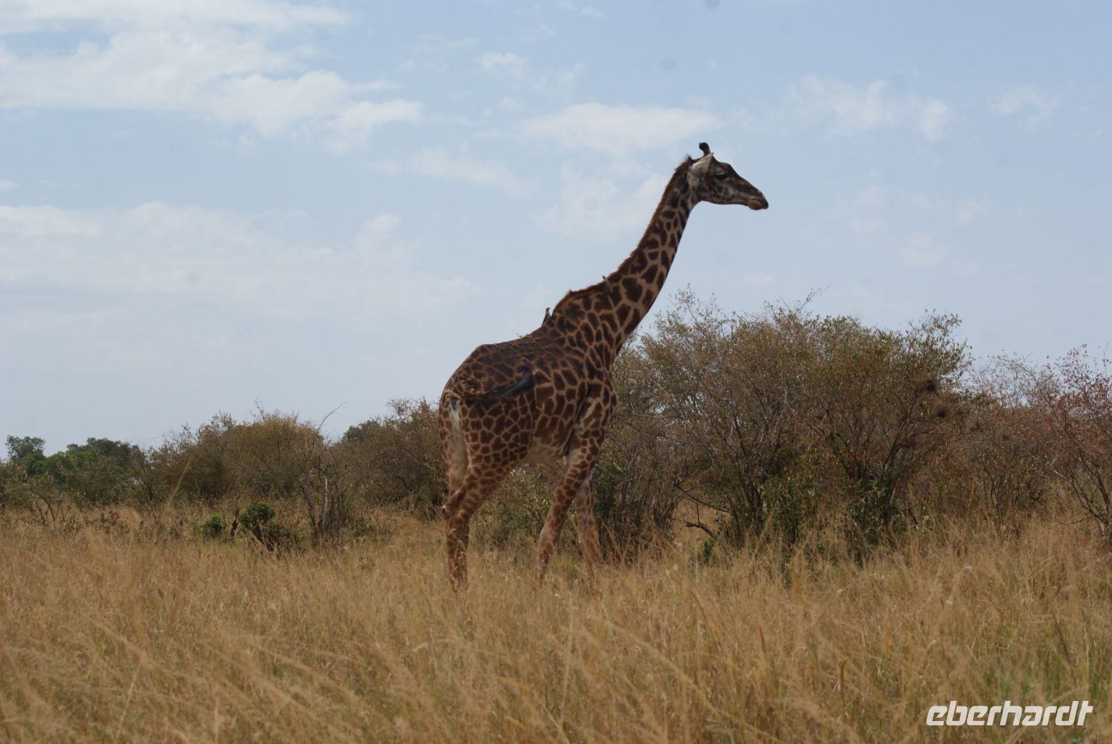 189 Giraffe in der Masai Mara