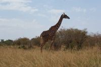 189 Giraffe in der Masai Mara